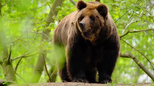 Brown bear in the wood sniffing and gasping 4K close up shot