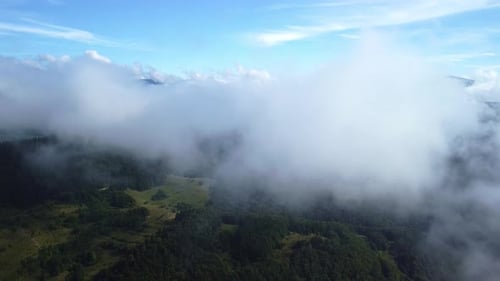 Misty Fog Blowing Over Pine Tree Forest