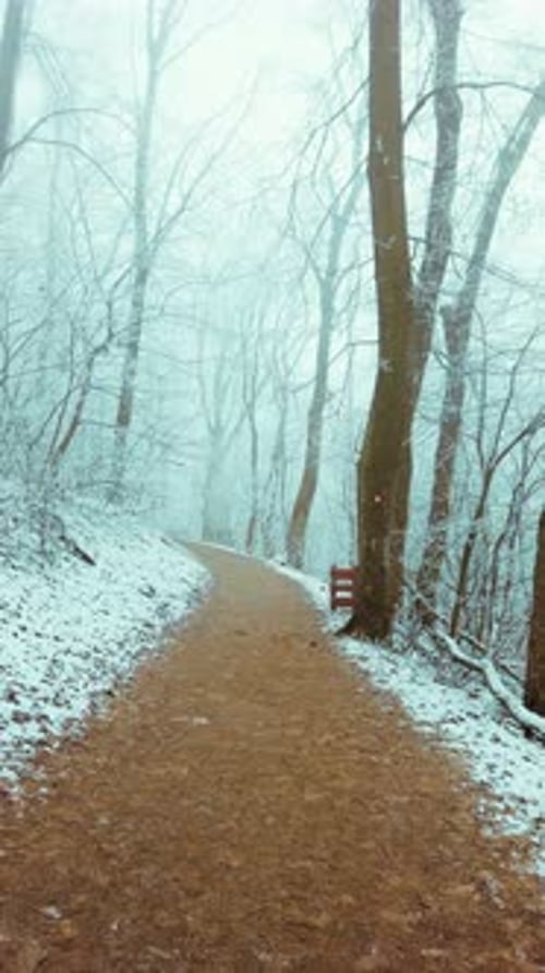 Serene Winter Forest Path Lined with Frost-Covered Trees and Enveloped in Mystical Morning Fog