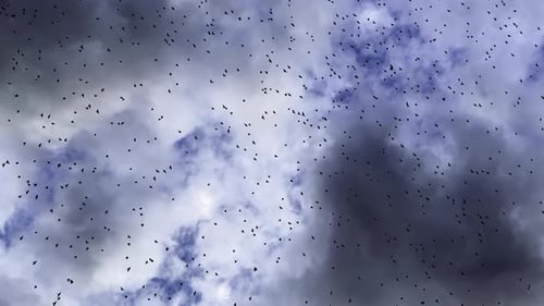Swarm of Birds Flying Across a Cloudy Sky