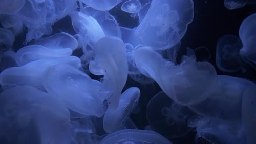 Jellyfish Swimming Gracefully in the Deep Ocean