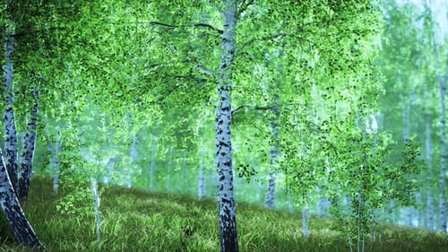 Summery Birch Grove During a Foggy Sunrise