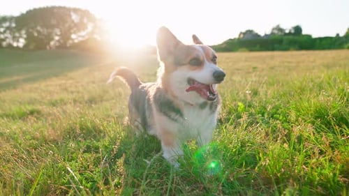 Corgi galés de Pembroke