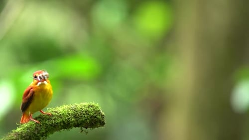 Rufous-backed kingfisher or Ceyx rufidorsa perching on the branch with food on its mouth with copysp