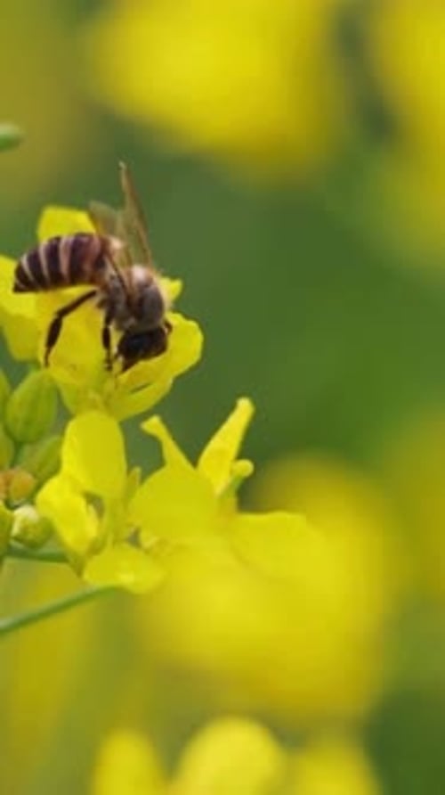 Vertical View Of Honey Bee on Rapeseed Flowers