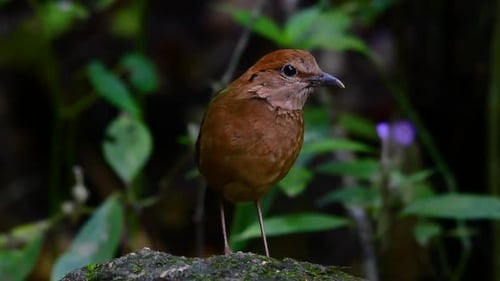The Rusty-naped Pitta is a confiding bird found in high elevation mountain forests habitats, there a