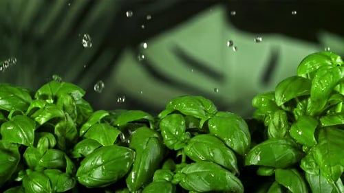 Fresh Green Basil with Water Droplets Falling