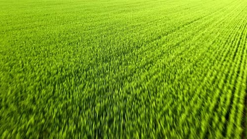 Exploring Vast Green Fields of Rice During a Sunny Afternoon in the Countryside