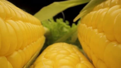 Close Up View of Fresh Corn Cob Kernels