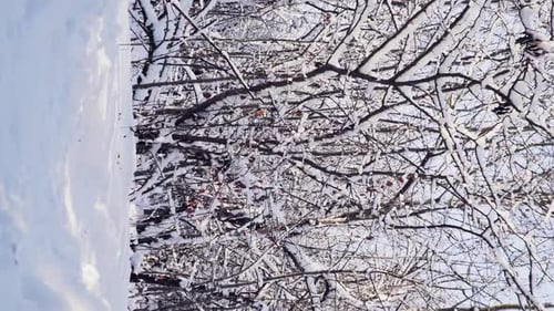 Beautiful Snowy Forest on Bright Sunny Winter Day