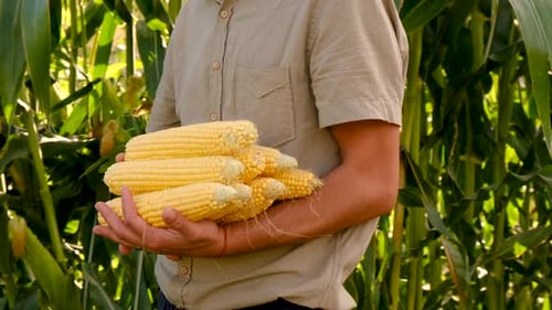 Farmer Holds Corn in His Hands in the Garden Selective Focus
