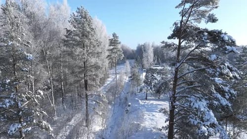 Wald im Schnee