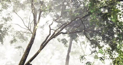 Misty Forest with Tall Trees and Vibrant Foliage in Tranquil Nature Setting