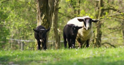 On the farm,black and white sheep mom and her cubs stroll along the grass, on the beautiful green