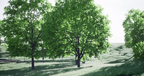 Green Trees in a Grassy Field Outdoor Nature Landscape Animation