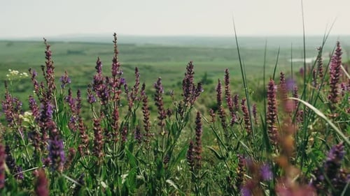 Meadow Flowers Dance Wild Blooms Sway As Botanist Explores Expansive Rolling Plains