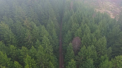 Drone view of a path leading through a misty forest. Mysterious nature leading into the unknown.