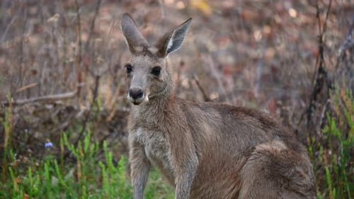 Eastern Grey Kangaroo in Bushland Area