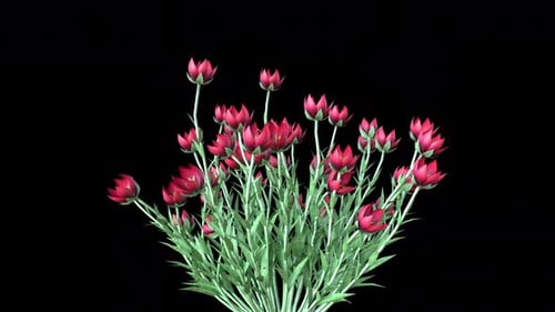 Tulip Plant