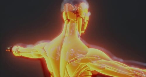 Detailed View of Human Body Muscle Anatomy Highlighting Structure and Function