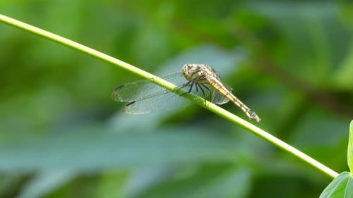 dragonfly UHD MP4 4k video ...