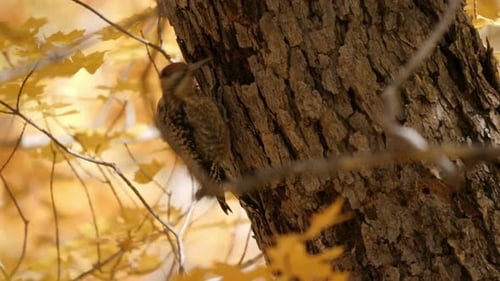 Sapsucker