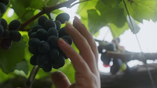Hand Cuts Bunch of Grapes from Vine