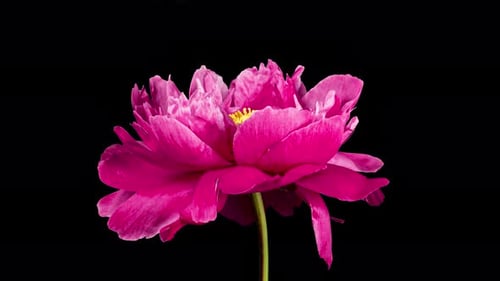 Red Peony Open Flower in Time Lapse on a Black Background. Wedding Concept. Side View on Pink Flower