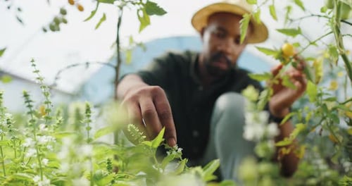Adult tending herbs in a small garden