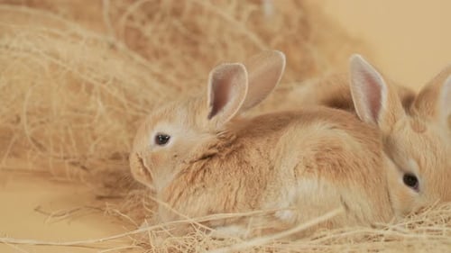 Cute foxy Baby Rabbit lying very cozy in the straw nest among litter - High angle close up shot