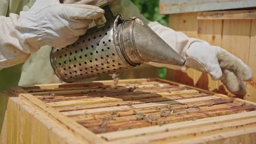 Beekeeper Using Bee Smoker to Calm Honey Bees at Apiary. Close Up