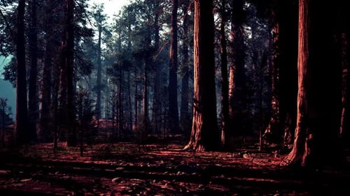 Majestic Sequoia Trees in a Dense Forest at Sunset Showcasing Natural Beauty