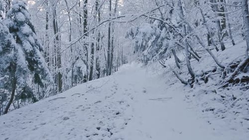Walk in Winter Forest Trail