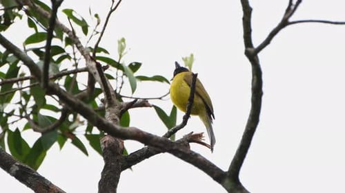 Encaramado en una pequeña rama que mira a la izquierda mientras mira a su alrededor, el Bulbul Rubigula de cresta negra fla