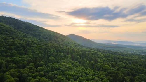 Aerial View of Green Pine Forest with Dark Spruce Trees Covering Mountain Hills at Sunset