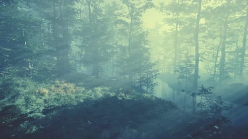 Magic Dark Autumn Forest Scenery with Rays of Warm Light