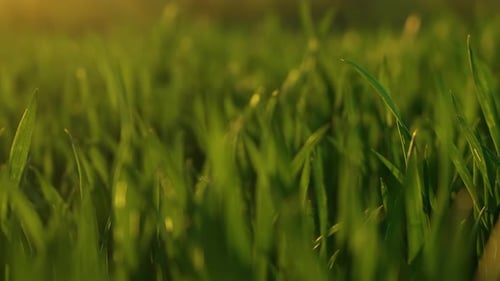 Grünes Feld mit frühen Weizenkulturen hautnah im Sonnenlicht
