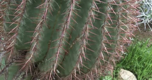 Primer plano de un tipo grande de Ferocactus con flores rosadas, inclinado lentamente hacia arriba