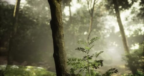 Lush Forest with Mist Creating a Tranquil Atmosphere in Early Morning Light