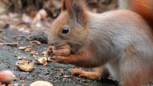 A forest squirrel picks up cookies and nuts from a tree stump.