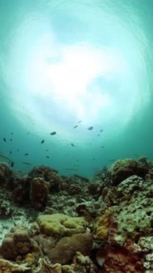 Coral Reef and Marine Fish Underwater World