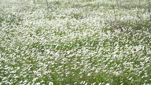 Chamomile White Daisy Flowers in a Field of Green Grass Sway in the Wind at Sunset Chamomile Flowers