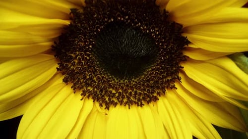 Bright Sunflower and Gerbera Daisy Floral Arrangement