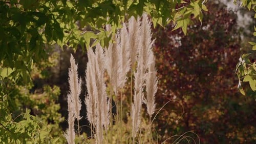 Sunlit pampas grass surrounded by leafy green and autumnal foliage