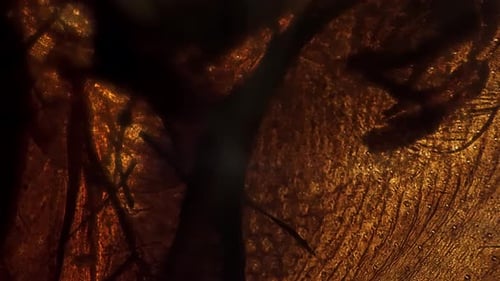 Housefly Mouthpart Whole Mount Under Microscope 200x on Bright Field Background