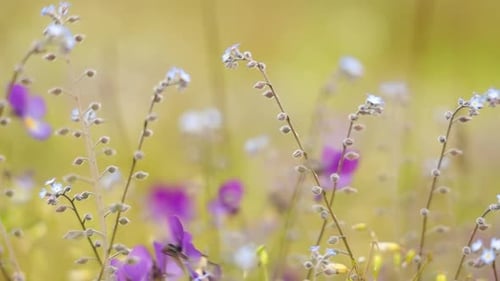 Myosotis close up. In the northern hemisphere they are colloquially denominated forget-me-nots or