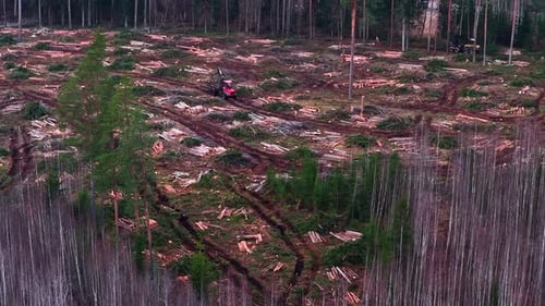 Holzeinschlag, Rodung eines Waldes, Anzeige von Waldzerstörung und Holzernte