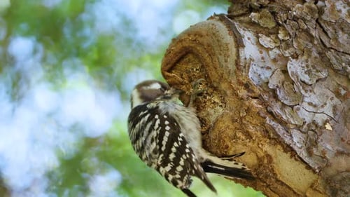 Pygmy Woodpecker Pecking Under Tree Bark Forage Insects Close-up