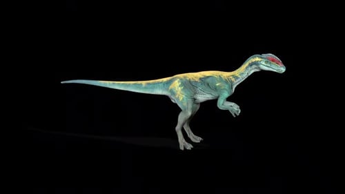 Coelophysis Dinosaur Walking Cycle on Alpha Channel