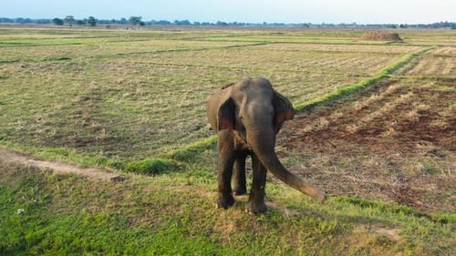 Wild Elephant in Sri Lanka